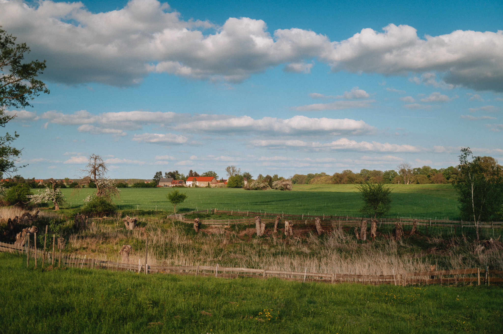 Görzig - Sachsen - Sommer - 2022 - Marcus Fröhner