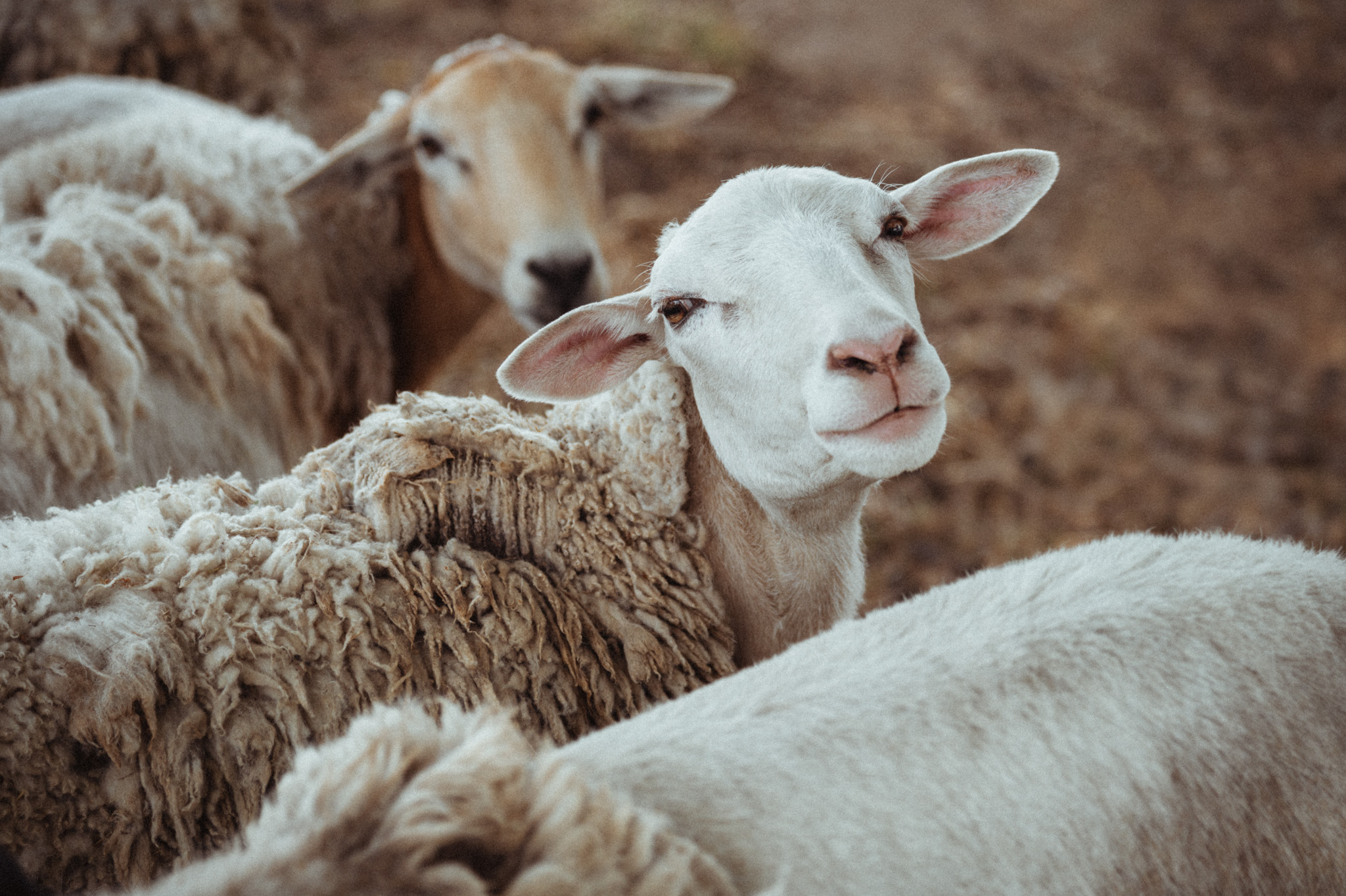Schafe - Frühling - Elbe - Görzig - 2022 - Marcus Fröhner