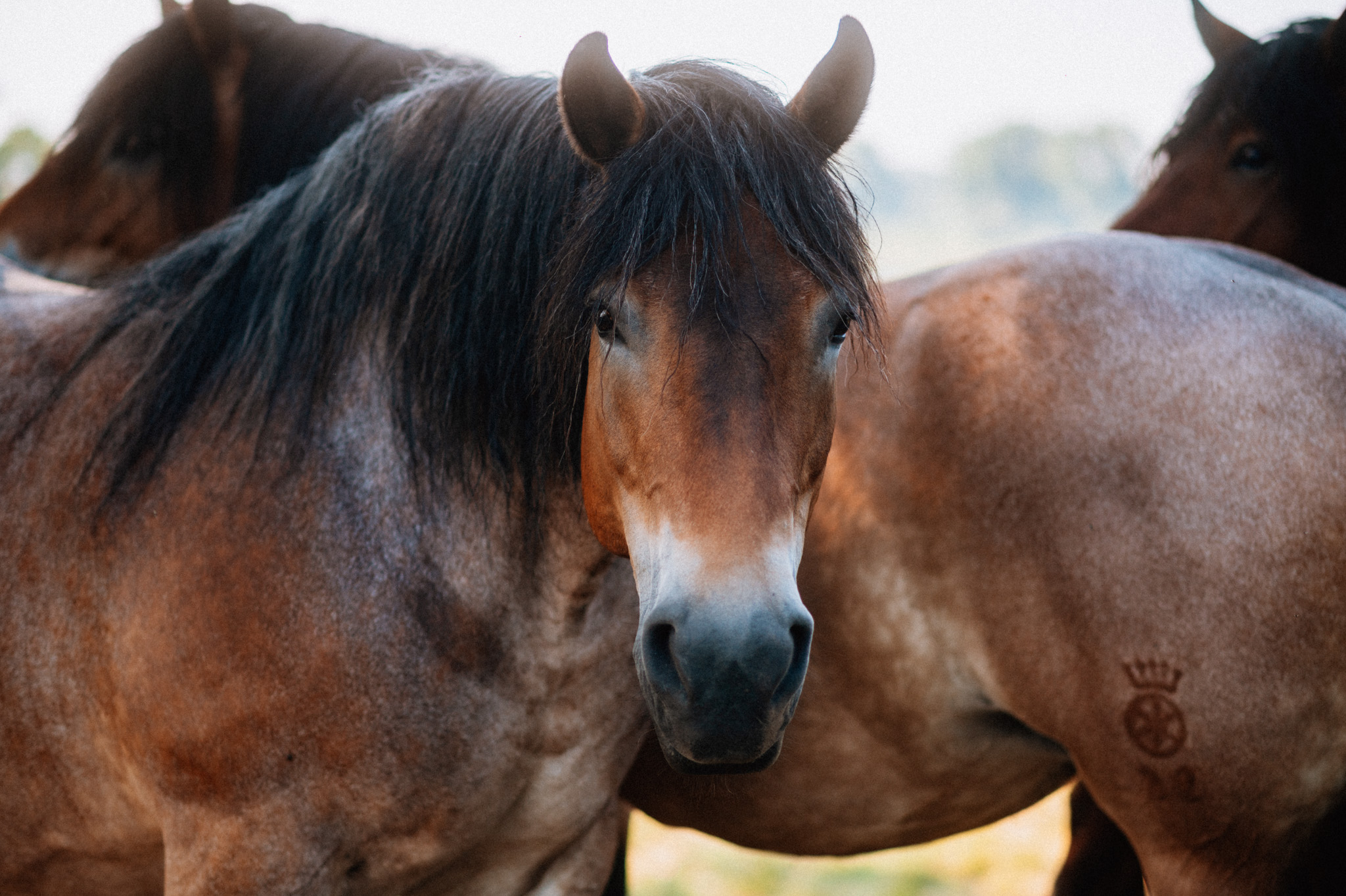 Strehla - Pferde - Sachsen - Sommer - 2022 - Marcus Fröhner