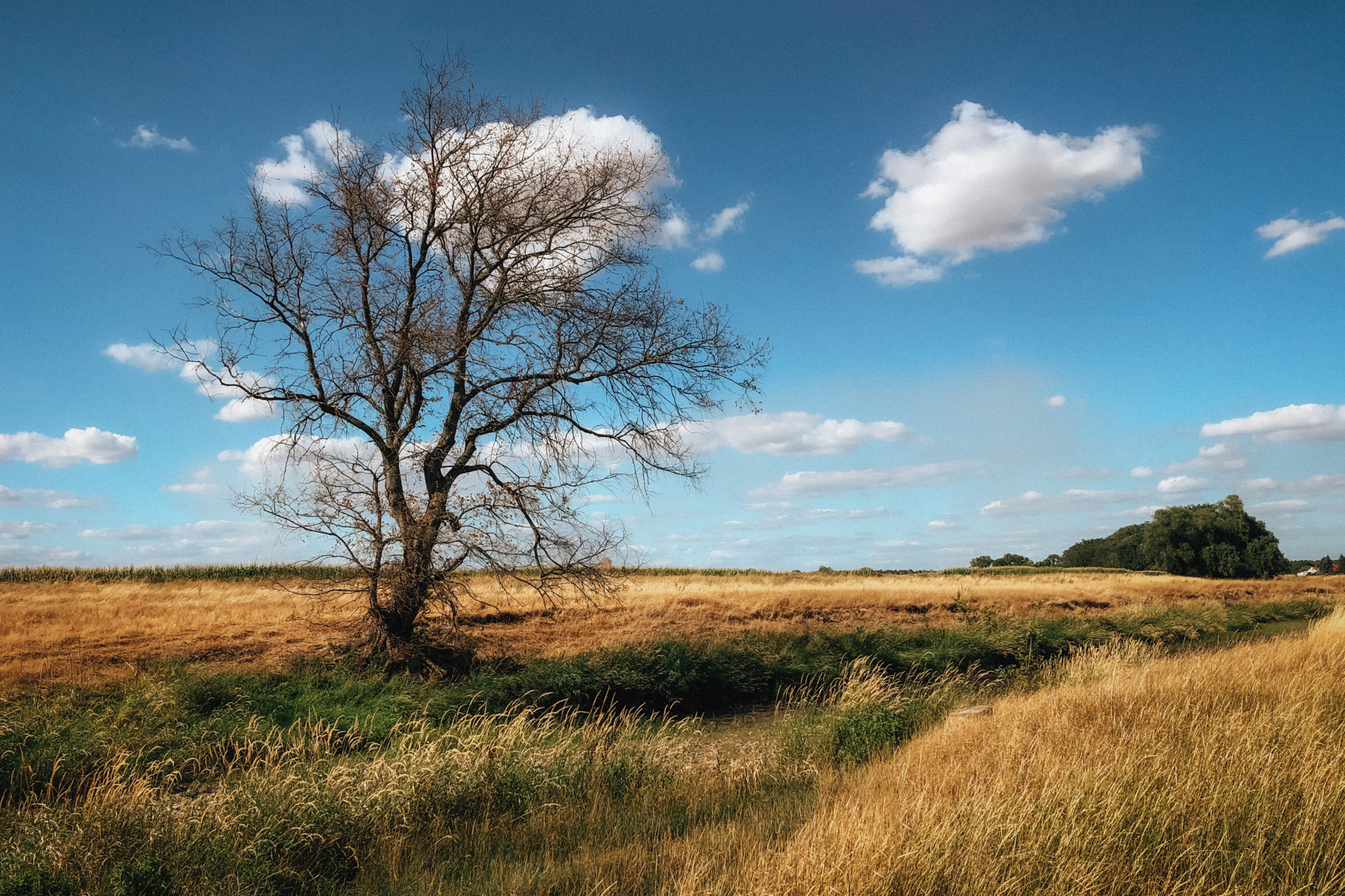 Görzig - Sachsen - Sommer - 2022 - Marcus Fröhner