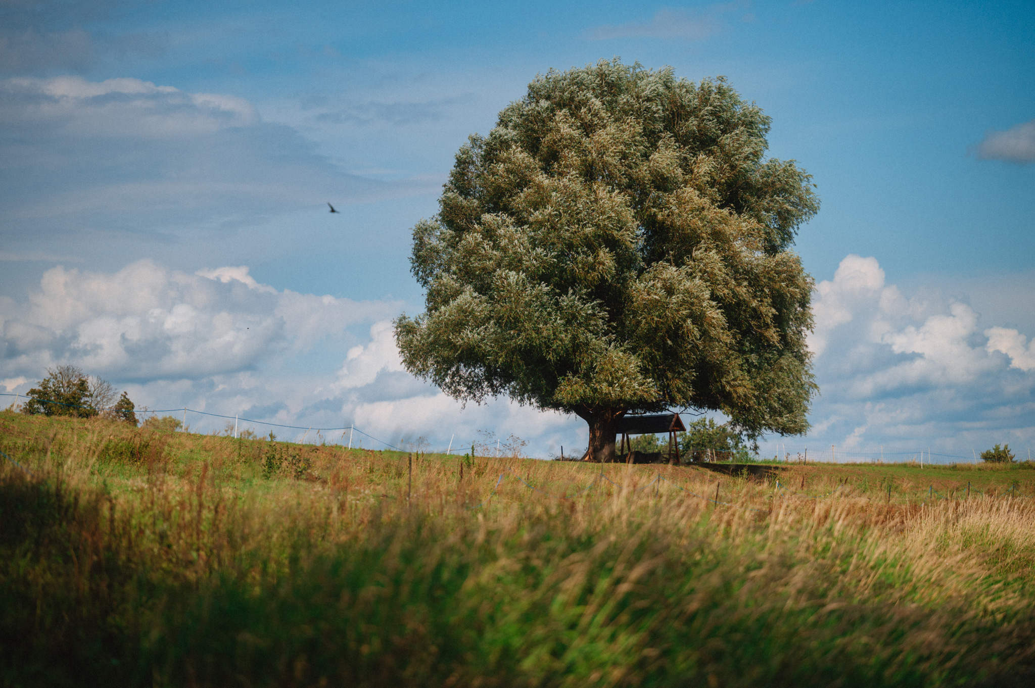 Görzig - Sachsen - Sommer - 2023 - Marcus Fröhner