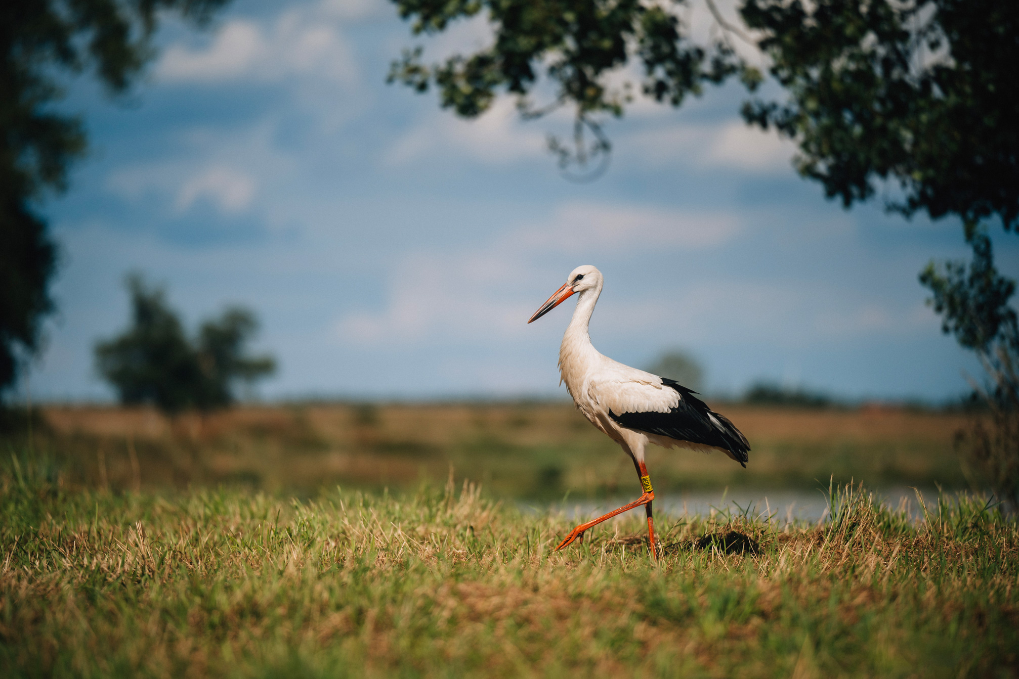 Storch - Görzig - Sachsen - Sommer - 2022 - Marcus Fröhner