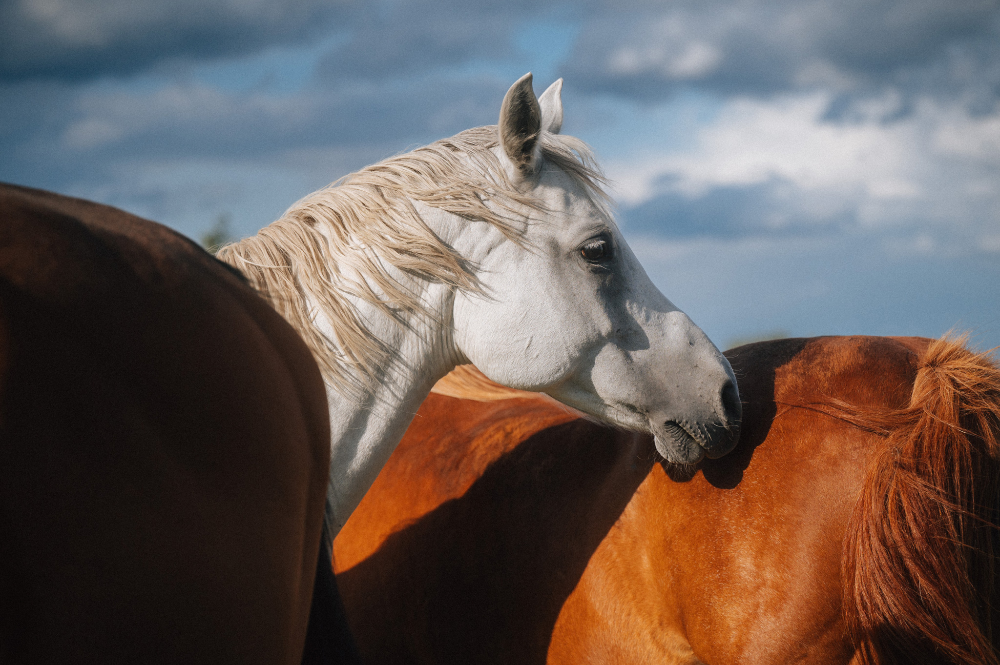 Görzig - Sachsen - Sommer - 2023 - Marcus Fröhner