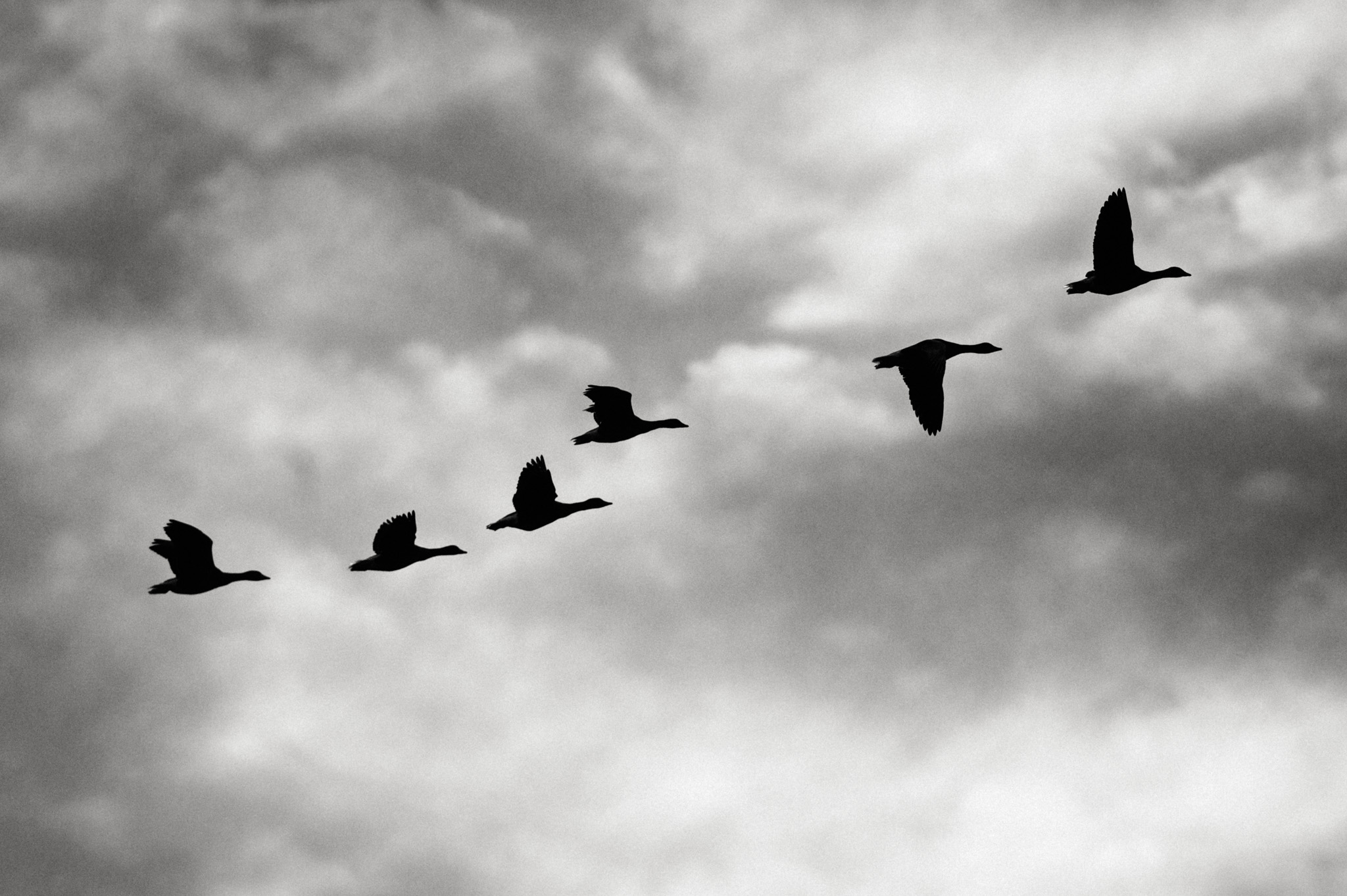 Görzig - Sachsen - Sommer - 2022 - Marcus Fröhner